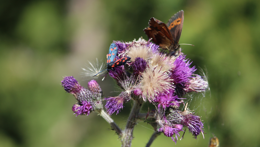 Schmetterlinge auf einer lila Blüte