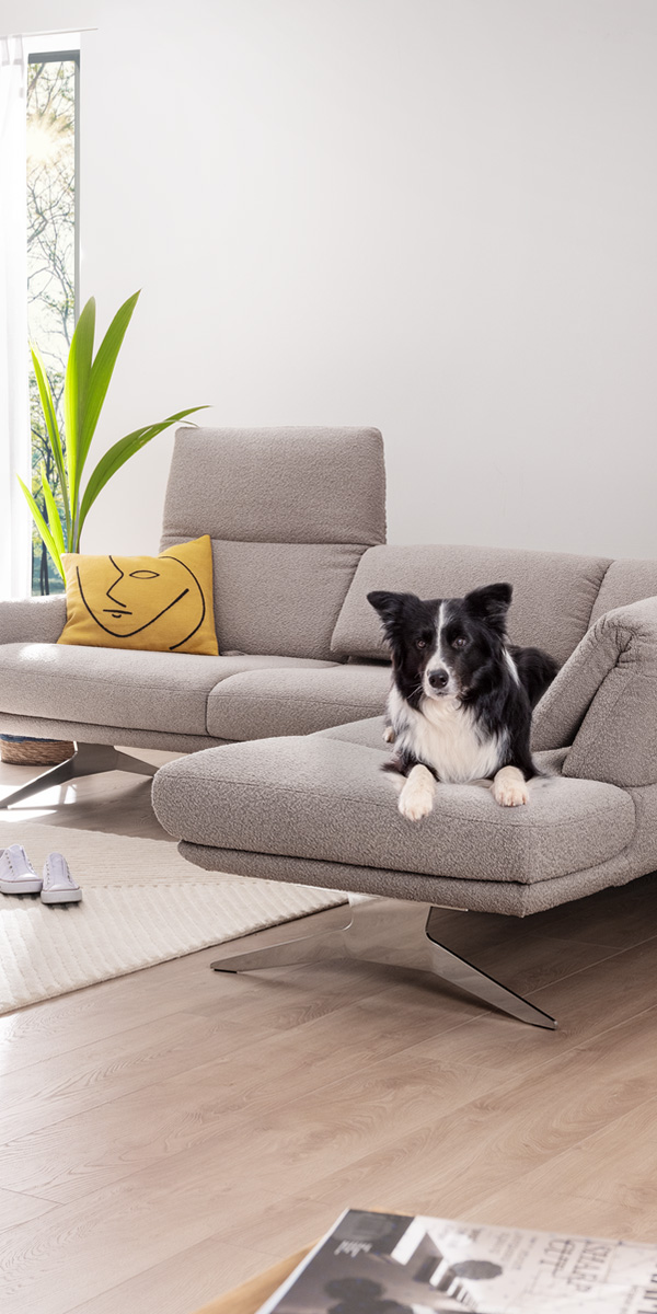 Schwarzweißer Hund liegt auf einem hellgrauen Sofa