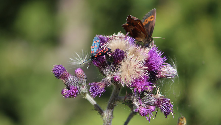Blüten mit Schmetterlingen