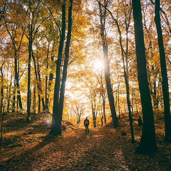 Waldspaziergang als Achtsamkeitsritual Waldspaziergang als Achtsamkeitsritual