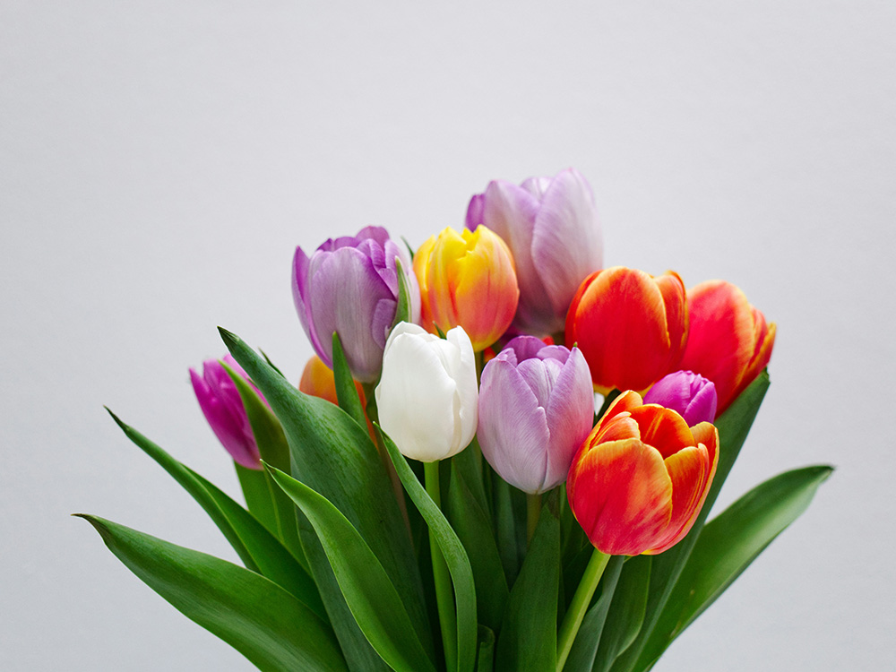 Frische Frühlingsblumen Frische Frühlingsblumen