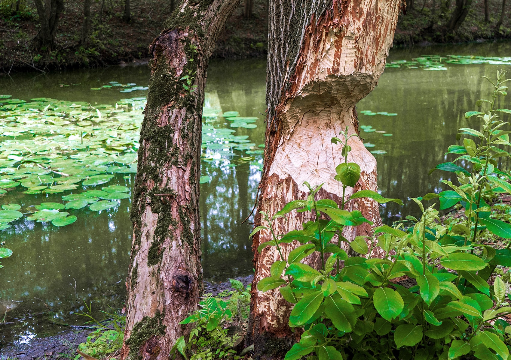 Baum mit Biber Bissspuren in einem Biotop